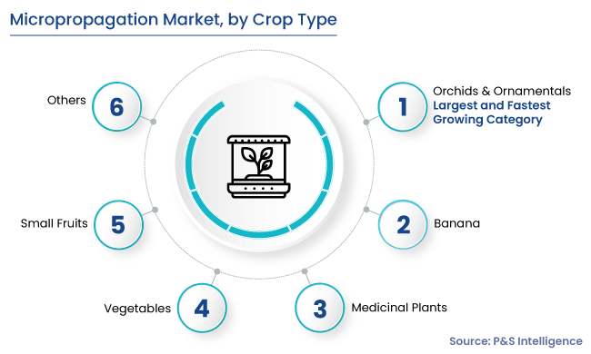 Micropropagation Market Segments